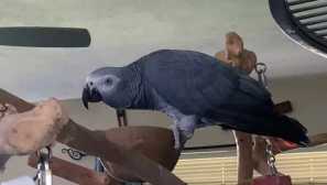 Така че детето да започне да говори с папагала